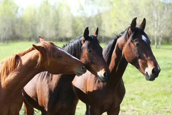 Porträt von jungen Hengsten, die auf grünem Naturhintergrund spielen — Stockfoto