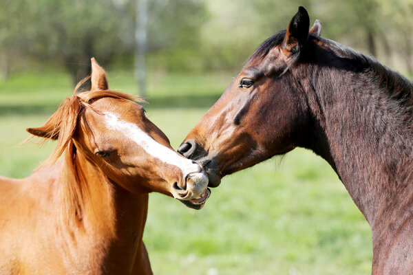 Portrait close up of young stallions playing on green natural background