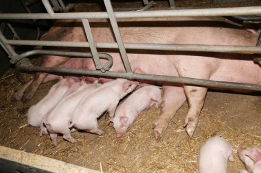 Küçük domuz emzirmeyi ahırda kapalı sonra uyku