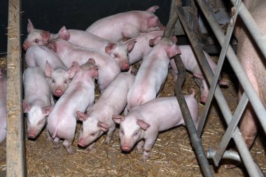 Aile içi domuz kırsal sanayi Hayvan Çiftliği'nde büyüyor
