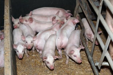 Demir çit çelik parmaklıklar arkasında organik biyo çiftlikte yaşayan domuzlar