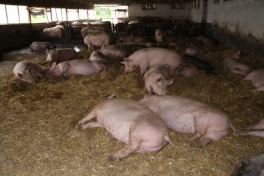 İstikrarlı bir endüstriyel hayvan çiftliğinde yaşayan sows 
