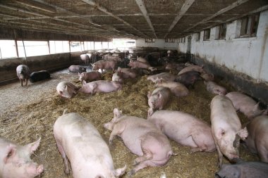 Döşeme veya bir saman dolu muhafaza içinde uyku güçlü domuz sows
