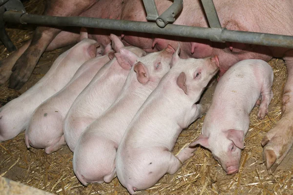 Suinetti appena nati che allattano la madre nella fabbrica di suini — Foto Stock