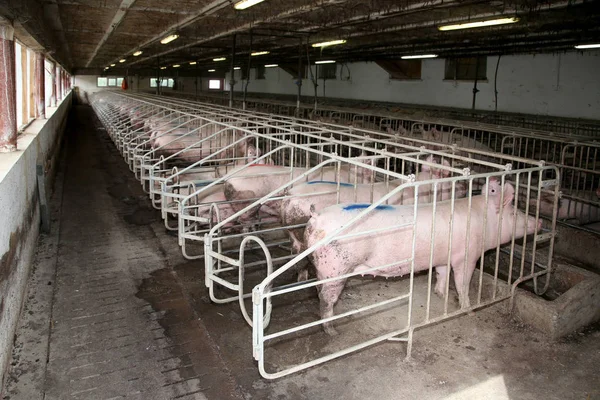 돼지 암 퇘 지와 piglets 산업 동물 농장 — 스톡 사진