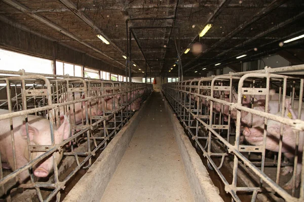 Група потужних свиноматок, що чекають їжі в сараї — стокове фото
