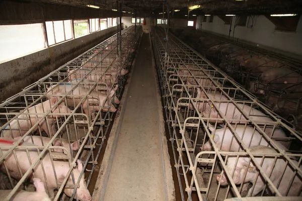 Suggor i stall på en industriell djurgård — Stockfoto