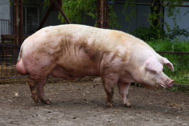 Yeşil naturarual arka plan karşı güçlü evcil erkek buck domuz Closeup