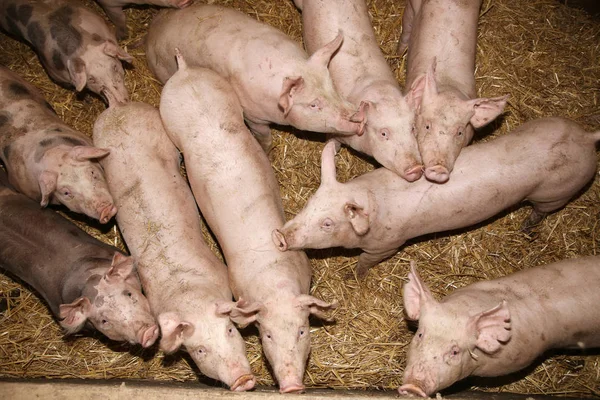 Pembe renkli domuz yavruları ahır fotoğrafı yukarıda — Stok fotoğraf