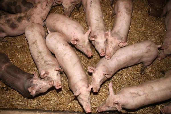 Piglets growing up at an industrial animal farm — Stock Photo, Image