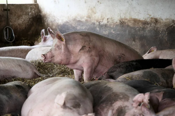 Spoto 一只美丽的猪在谷仓里播种 — 图库照片
