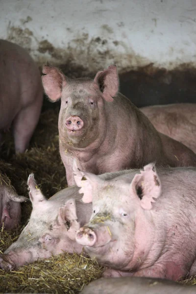 Foto ravvicinata di scrofe possenti durante la posa nel fienile — Foto Stock