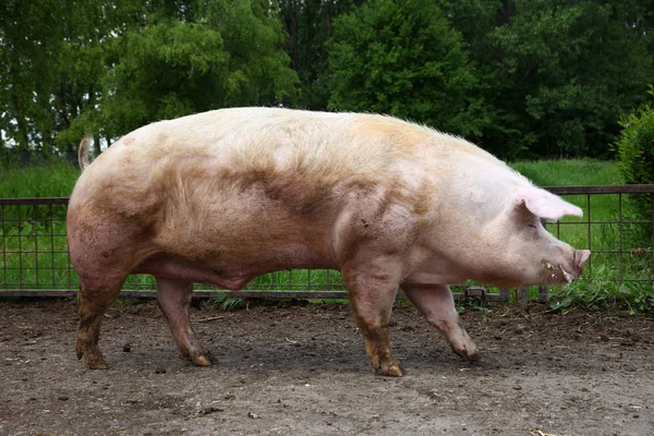 Primo piano di possente addomesticato maschio buck maiale contro sfondo verde naturale — Foto Stock