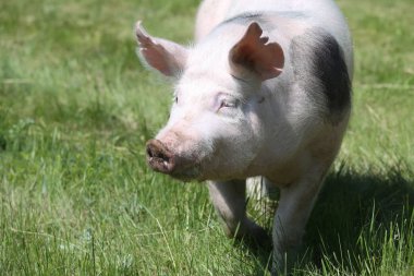 Pietrain cins domuz bir portre portre