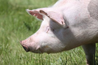 Mera üzerinde hayvan çiftliğinde benekli pietrain doğurmak domuz kafa vurdu