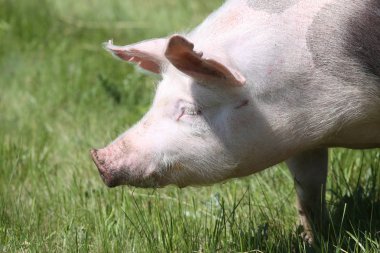 Doğal çevre üzerinde genç bir pietrain cins domuz Yan görünümü baş çekim