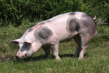  Genç pietrain cins domuz doğal çevre üzerinde otlatma 