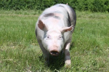 Domuz bir genç pietrain cins mera üzerinde kafa vurdu Önden Görünüm