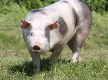 Kadın pietrain domuz mera üzerinde geliyor