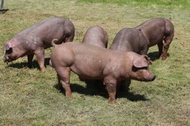 Duroc doğurmak domuzlara mera üzerinde hayvan çiftliği