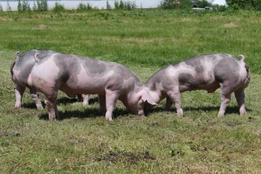 Genç duroc domuzlar, hayvan çiftliği yaz çayır üzerinde