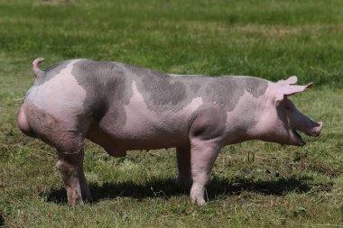 Duroc doğurmak domuz mera üzerinde hayvan çiftliğinde