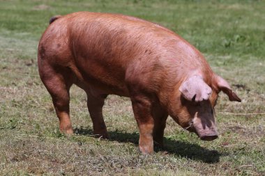 Yan görünümü fotoğraf genç domuzun farm yakınındaki