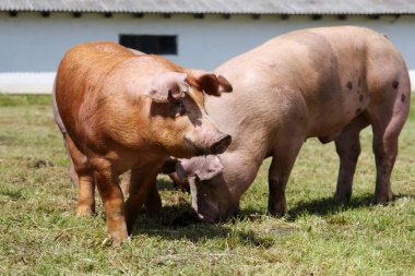 Çiftlikte yerli domuzlar