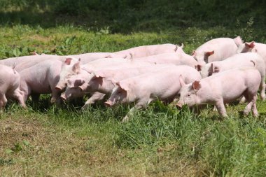 Küçük domuzlar domuz yavruları ücretsiz çiftlik yaz otlatmak