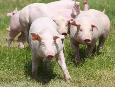 Küçük pembe büyüyen domuzcuklar kırsal domuz çiftliğinde otlatma
