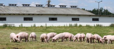 Küçük domuzlar domuz yavruları ücretsiz çiftlik yaz otlatmak