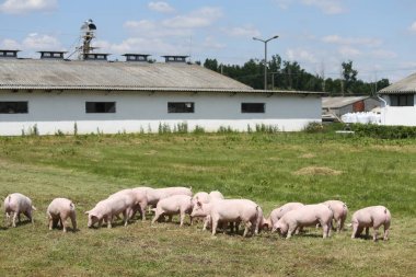Genç domuz yavruları grup fotoğrafı farm yakınındaki yeşil çimenlerin üzerinde çalışır