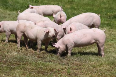 Hayvan çiftliği kırsal sahnesinde yükselterek hayvancılık tarım domuzlar