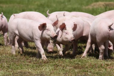 Sizi domuzlar sürü hayvan çiftliği summetime üzerinde