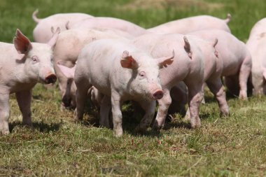 Çayır üzerinde otlatma küçük pembe büyüyen domuz yavruları 