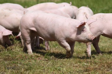 Hayvan çiftliği kırsal sahnesinde yükselterek hayvancılık tarım domuzlar