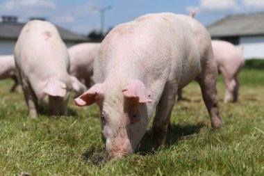 Organik tarım üzerinde otlatma güzel küçük domuz