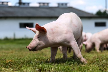 Sizi domuzlar sürü hayvan çiftliği summetime üzerinde