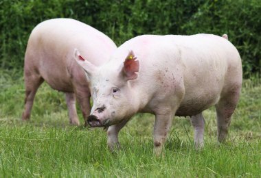 Hayvan çiftliği kırsal sahnesinde yükselterek hayvancılık tarım domuzlar