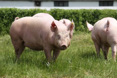 Hayvan çiftliği kırsal sahnesinde yükselterek hayvancılık tarım domuzlar