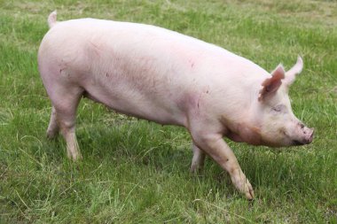 Küçük pembe büyüyen piglet kırsal domuz çiftliğinde otlatma