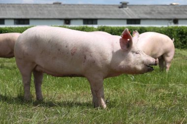 Yan görünümü fotoğraf genç bir yerli domuz