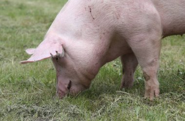 Extrem closeup otlatma genç dişi domuz