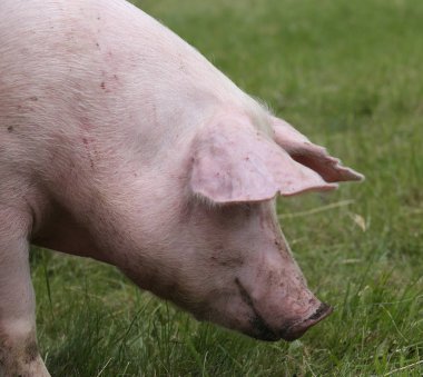 Mera yeşil arka plan üzerinde yerli domuz bir kafa vurdu