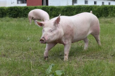  Domuz çiftliği yakınında yeşil çimenlerin üzerinde güneş zevk