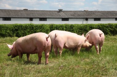 Güneş yeşil çimenlerin üzerinde zevk genç domuz yavruları grup fotoğrafı 