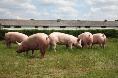  Domuz çiftliği yakınında yeşil çimenlerin üzerinde güneş zevk