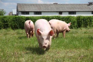 Güneş yeşil çimenlerin üzerinde zevk genç domuz yavruları grup fotoğrafı 