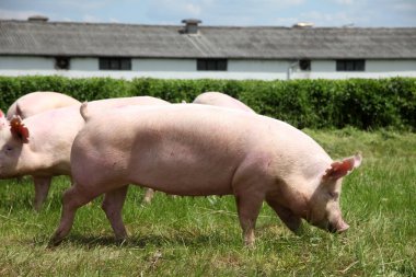  Domuz çiftliği yakınında yeşil çimenlerin üzerinde güneş zevk