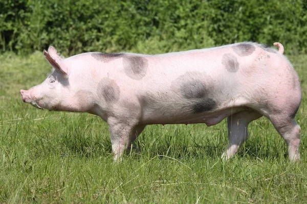 Cerdo pietrano manchado con manchas negras en el prado — Foto de Stock